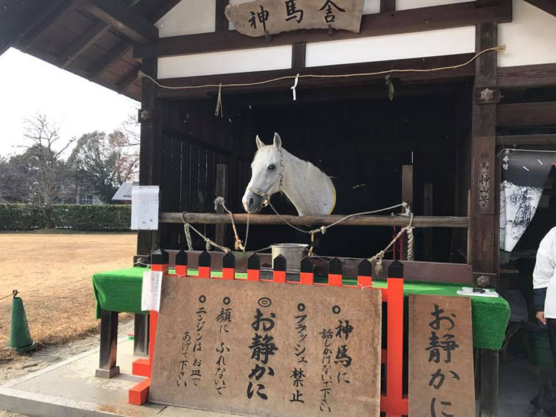 上賀茂神社の神馬